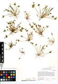 Claytonia parviflora image