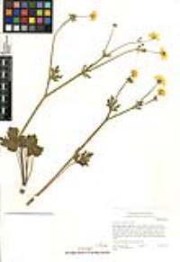Ranunculus californicus image