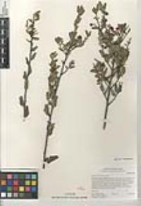 Rhamnus crocea subsp. pilosa image