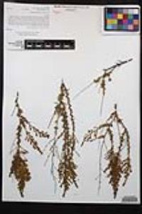 Adenostoma fasciculatum image
