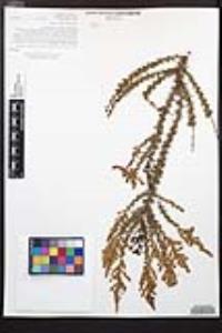 Adenostoma fasciculatum image