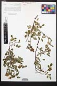 Rosa californica image