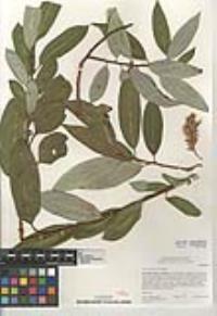 Salix lasiandra var. lasiandra image