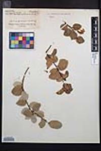 Prunus ilicifolia image