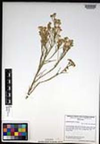 Lepidium fremontii image