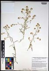 Lepidium fremontii image
