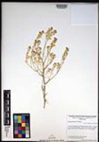 Lepidium fremontii image