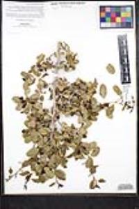 Ziziphus parryi image