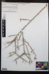 Prunus fasciculata image