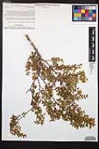 Larrea tridentata image