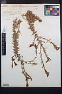 Epilobium canum subsp. canum image
