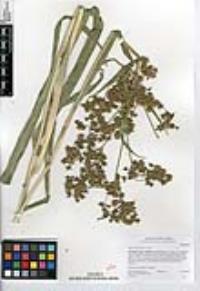 Scirpus microcarpus image