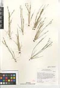 Juncus bufonius var. bufonius image