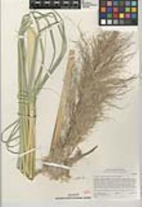 Cortaderia selloana image