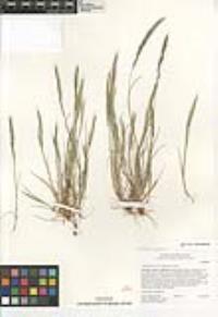 Vulpia myuros image