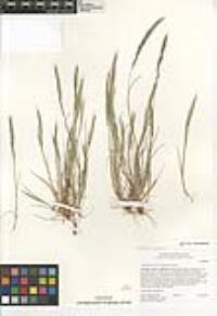 Festuca myuros image