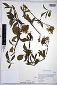 Sambucus nigra subsp. caerulea image