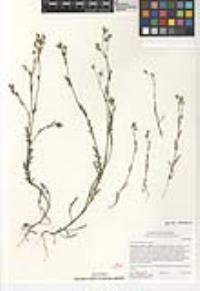 Senecio aphanactis image