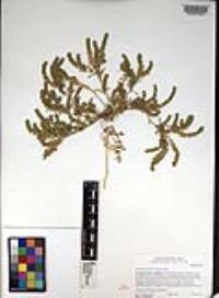 Lepidium strictum image