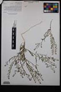 Lepidium virginicum var. robinsonii image