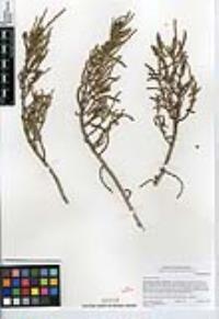 Salicornia pacifica image