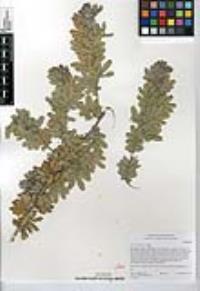 Acacia baileyana image