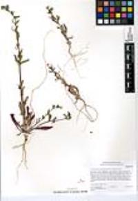 Camissoniopsis hirtella image
