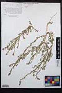 Epilobium densiflorum image