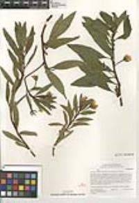 Ludwigia hexapetala image