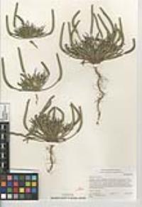 Plantago coronopus image