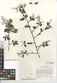 Ceanothus sorediatus image