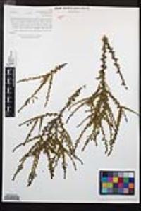 Adenostoma fasciculatum image