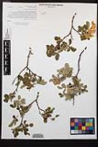 Rosa californica image