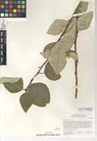 Populus trichocarpa image