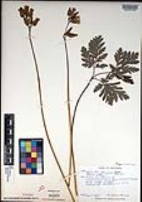 Dicentra formosa image