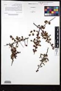 Rhamnus crocea image