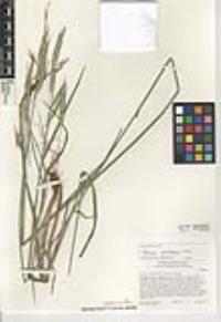 Muhlenbergia rigens image