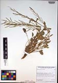 Barbarea orthoceras image