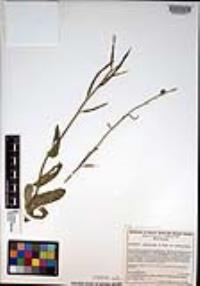 Caulanthus amplexicaulis image