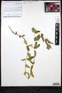 Scutellaria bolanderi subsp. austromontana image