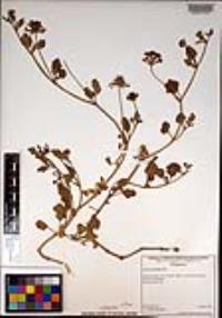 Abronia umbellata image