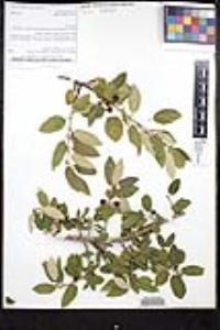 Frangula californica image