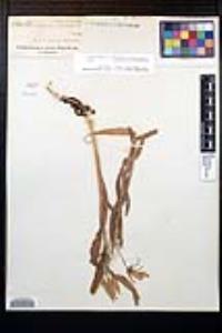 Oenothera elata subsp. hirsutissima image