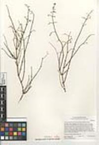 Galium angustifolium subsp. gracillimum image