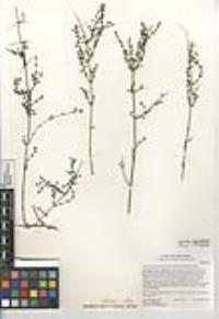 Galium angustifolium subsp. gracillimum image