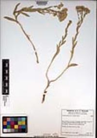 Lepidium appelianum image