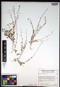 Hornungia procumbens image