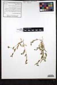 Tropidocarpum gracile image