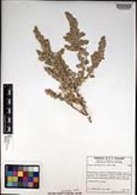 Atriplex confertifolia image