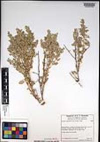 Atriplex confertifolia image